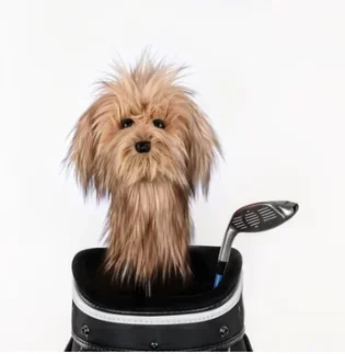 Daphne’s Headcovers – Scruffy Mutt Dog